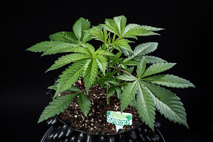 Sticky Broccoli Zamnesia EternityGrowCup. Week 3 - Day 21 #2