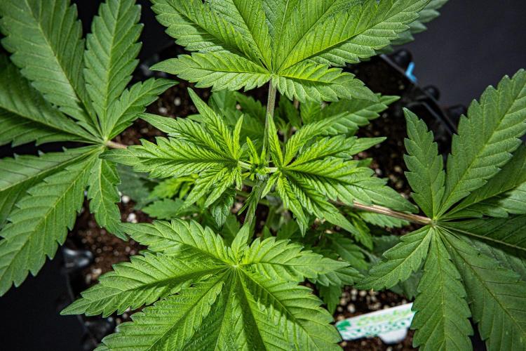 Sticky Broccoli Zamnesia EternityGrowCup. Week 3 - Day 21 #2