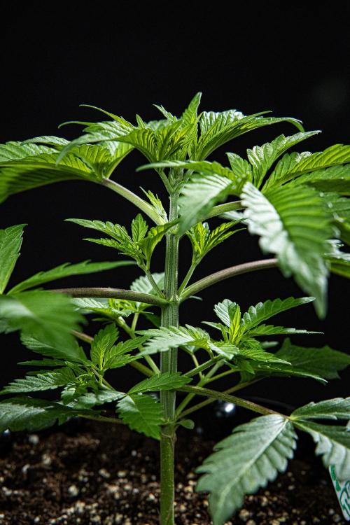 Sticky Broccoli Zamnesia EternityGrowCup. Week 3 - Day 21 #2