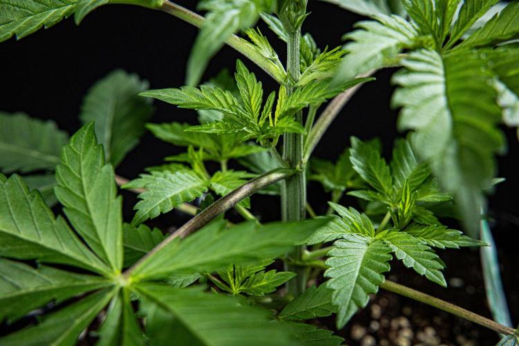 Sticky Broccoli Zamnesia EternityGrowCup. Week 3 - Day 21 #2