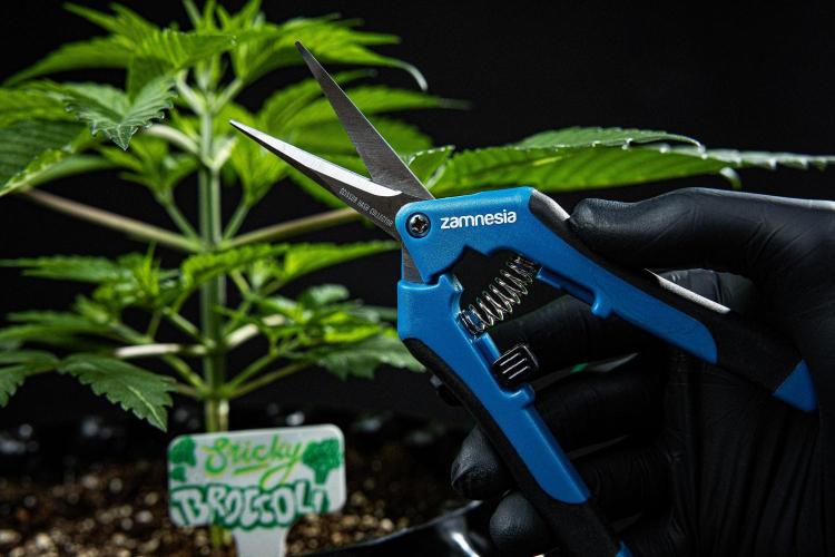 Sticky Broccoli Zamnesia EternityGrowCup. Week 3 - Day 21 #2