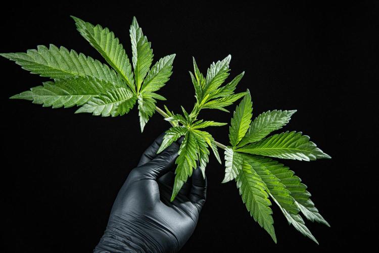 Sticky Broccoli Zamnesia EternityGrowCup. Week 3 - Day 21 #2