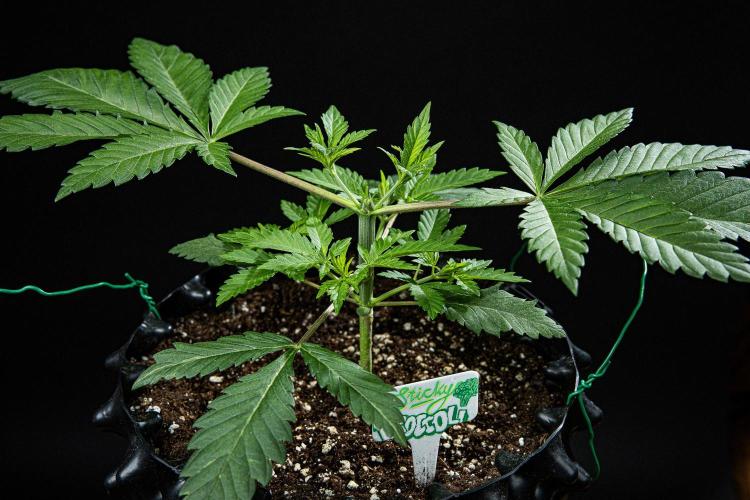 Sticky Broccoli Zamnesia EternityGrowCup. Week 3 - Day 21 #2