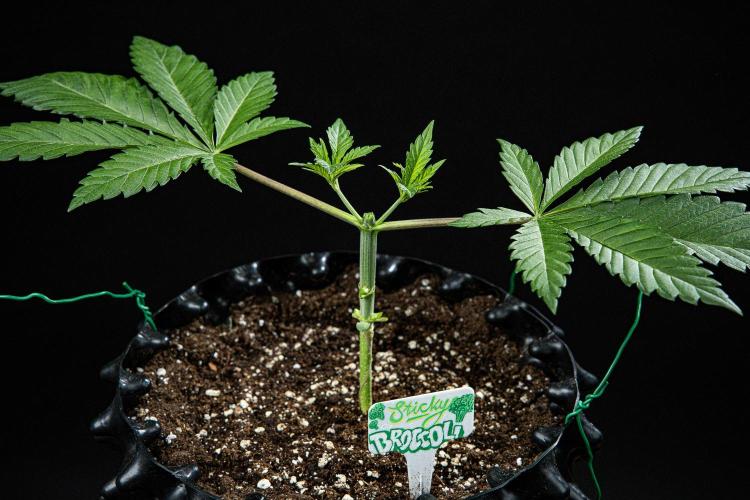 Sticky Broccoli Zamnesia EternityGrowCup. Week 3 - Day 21 #2