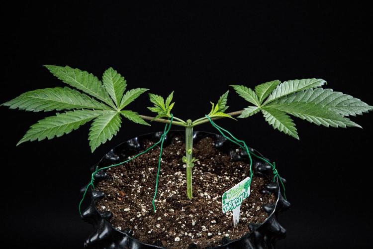 Sticky Broccoli Zamnesia EternityGrowCup. Week 3 - Day 21 #2