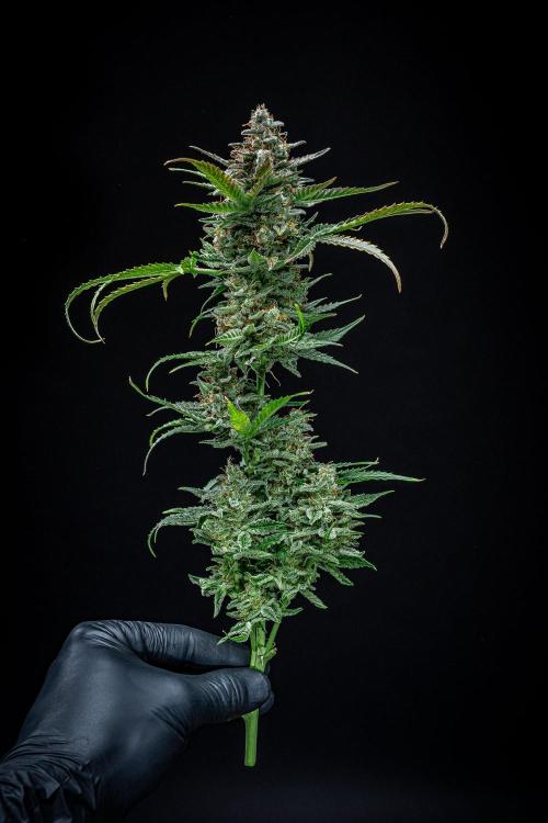 Passion Fruitz Automatic Zamnesia. Week 13 - Day 81