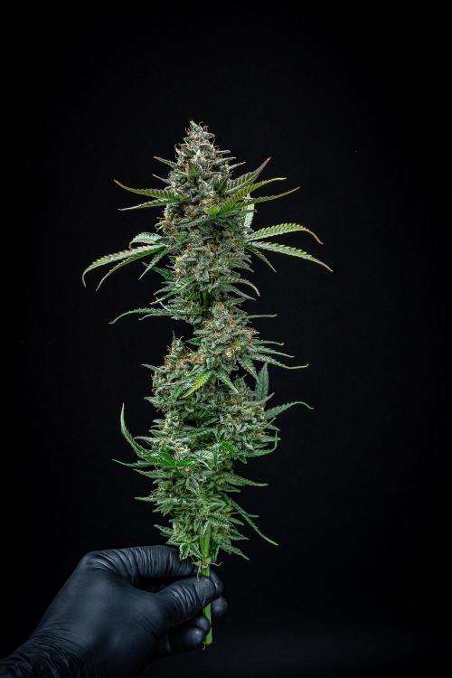 Passion Fruitz Automatic Zamnesia. Week 13 - Day 81