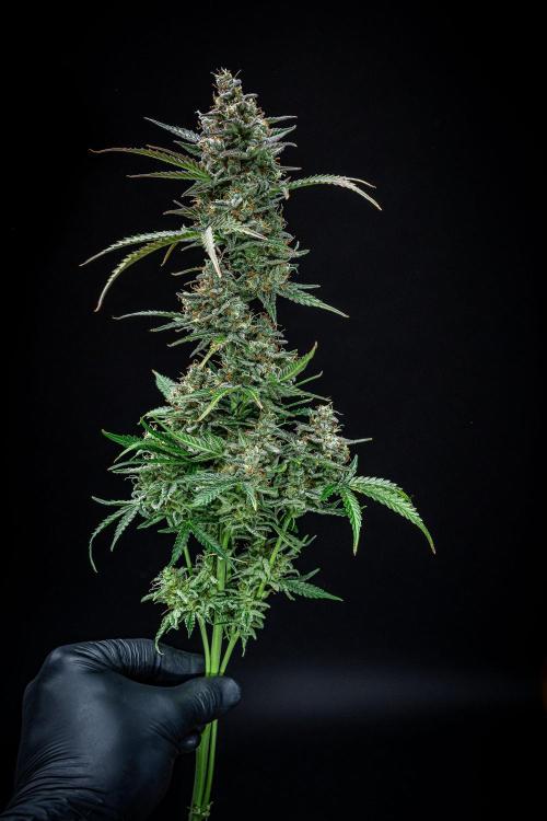 Passion Fruitz Automatic Zamnesia. Week 13 - Day 81