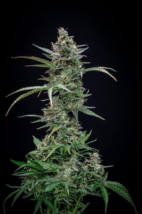 Passion Fruitz Automatic Zamnesia. Week 13 - Day 81