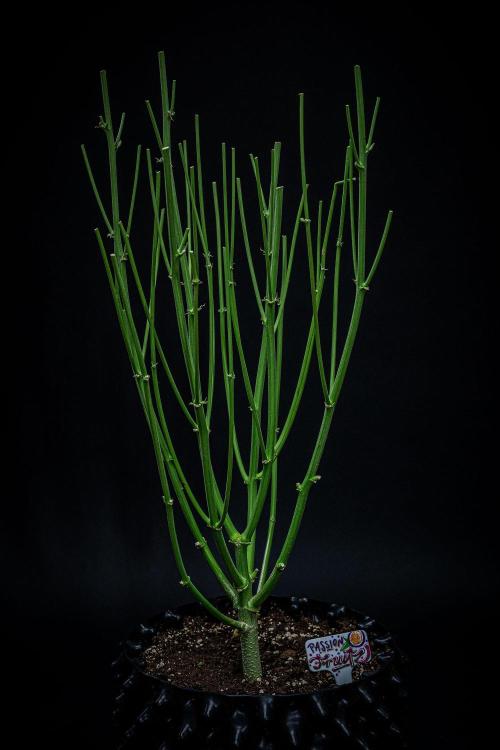 Passion Fruitz Automatic Zamnesia. Week 13 - Day 81 – that's it