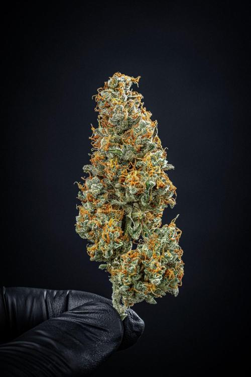 Passion Fruitz Automatic Zamnesia. Week 13 - Day 122