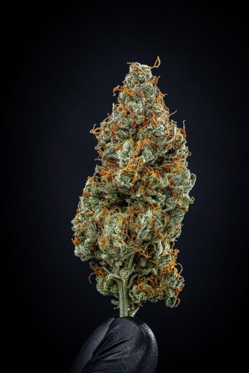 Passion Fruitz Automatic Zamnesia. Week 13 - Day 122