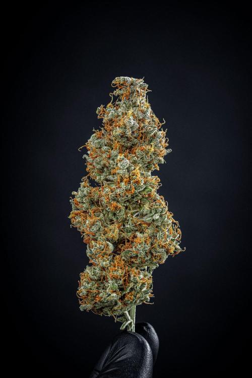 Passion Fruitz Automatic Zamnesia. Week 13 - Day 122