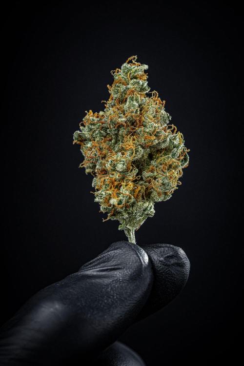 Passion Fruitz Automatic Zamnesia. Week 13 - Day 122