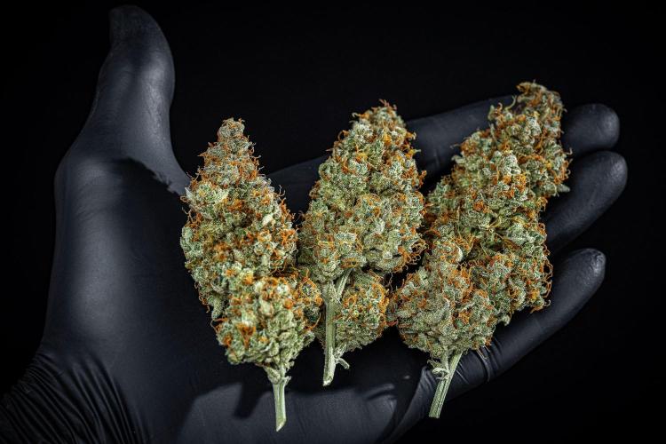 Passion Fruitz Automatic Zamnesia. Week 13 - Day 122