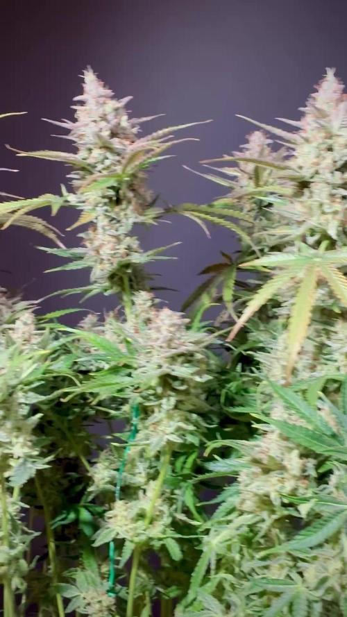 Passion Fruitz Automatic Zamnesia