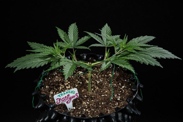 Franco's Fullgas! Green House Seed Co.. Week 4 - Day 28