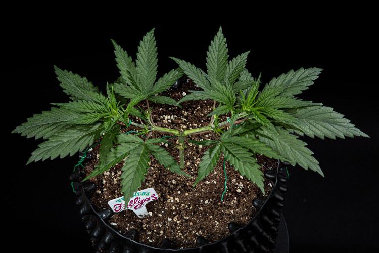 Franco's Fullgas! Green House Seed Co.. Week 4 - Day 28