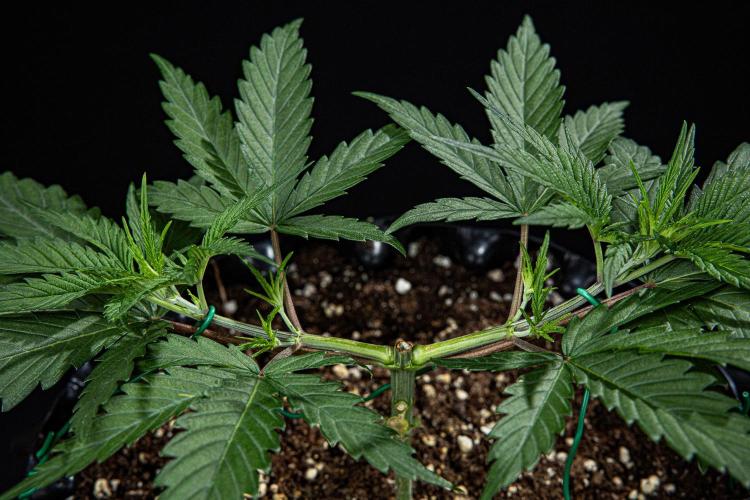 Franco's Fullgas! Green House Seed Co.. Week 4 - Day 28