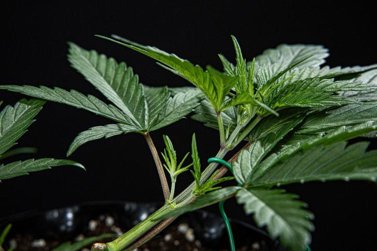 Franco's Fullgas! Green House Seed Co.. Week 4 - Day 28