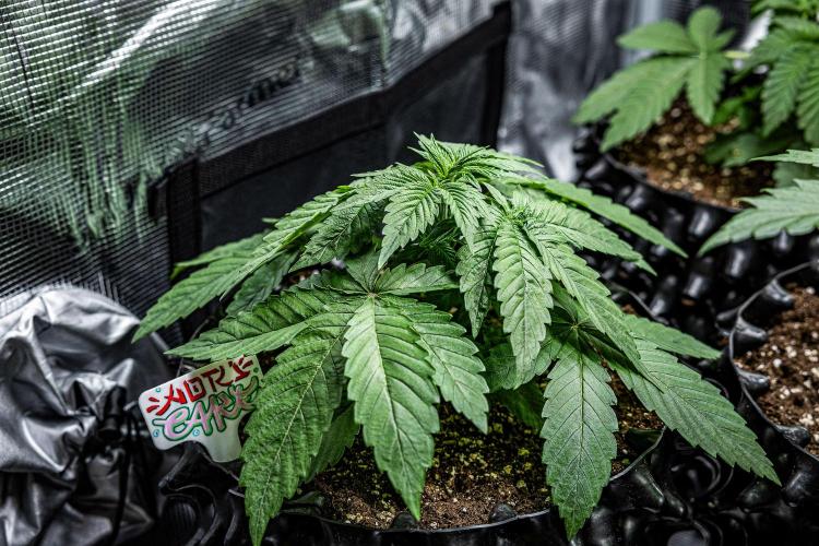 Nori Cake Green House Seed Co.. Week 4 - Day 24