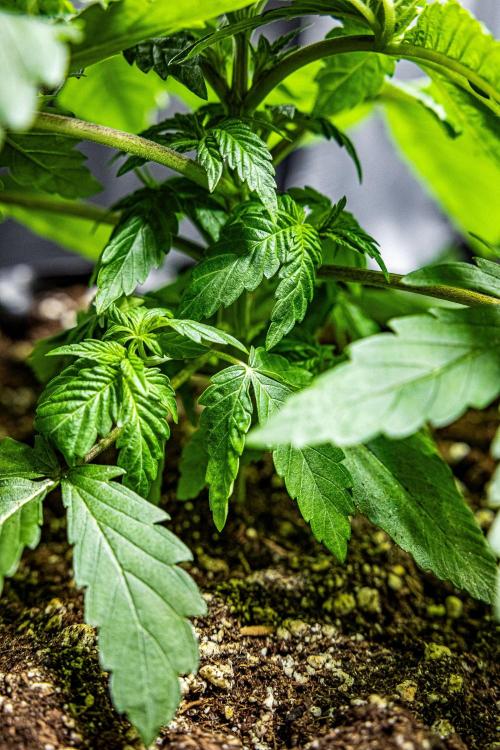 Nori Cake Green House Seed Co.. Week 4 - Day 24