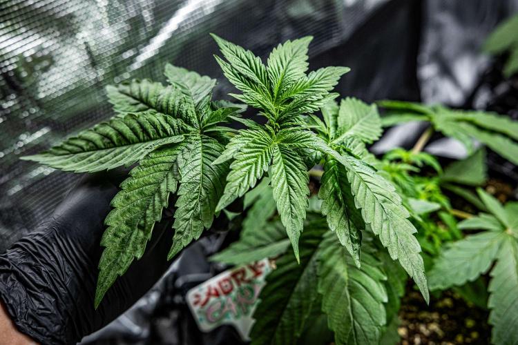 Nori Cake Green House Seed Co.. Week 4 - Day 24