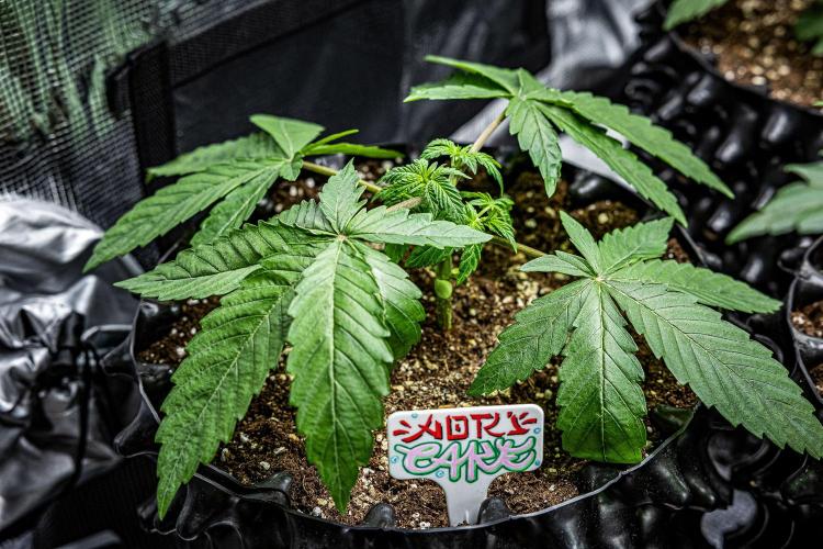 Nori Cake Green House Seed Co.. Week 4 - Day 24