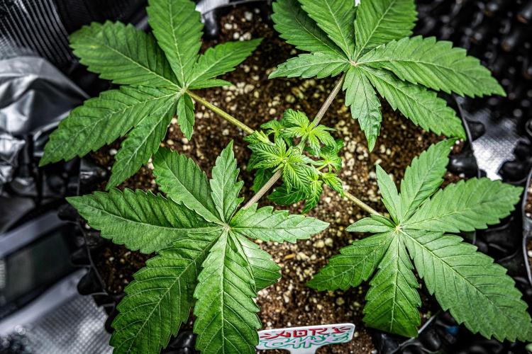 Nori Cake Green House Seed Co.. Week 4 - Day 24