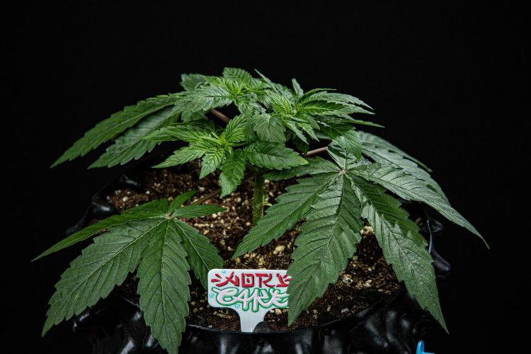 Nori Cake Green House Seed Co.. Week 4 - Day 28