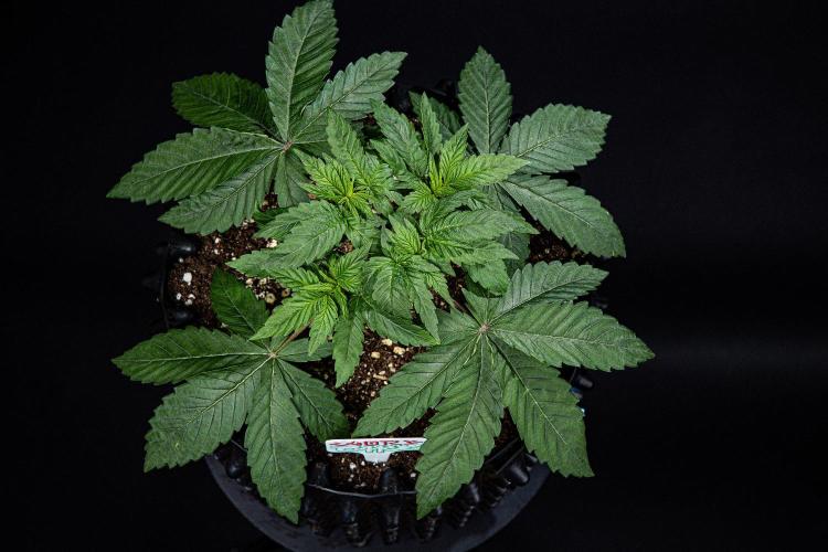 Nori Cake Green House Seed Co.. Week 4 - Day 28