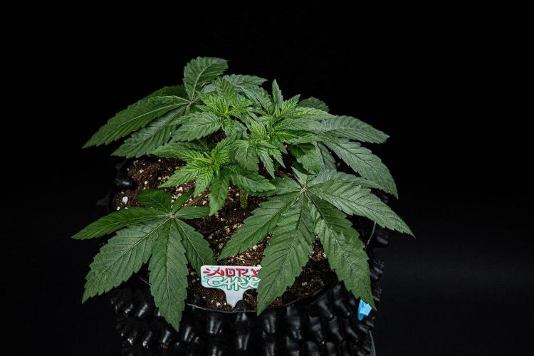 Nori Cake Green House Seed Co.. Week 4 - Day 28