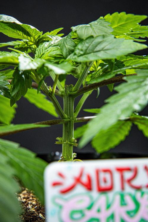 Nori Cake Green House Seed Co.. Week 4 - Day 28