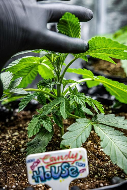 Candy House UKHTA Genetics. Week 4 - Day 24