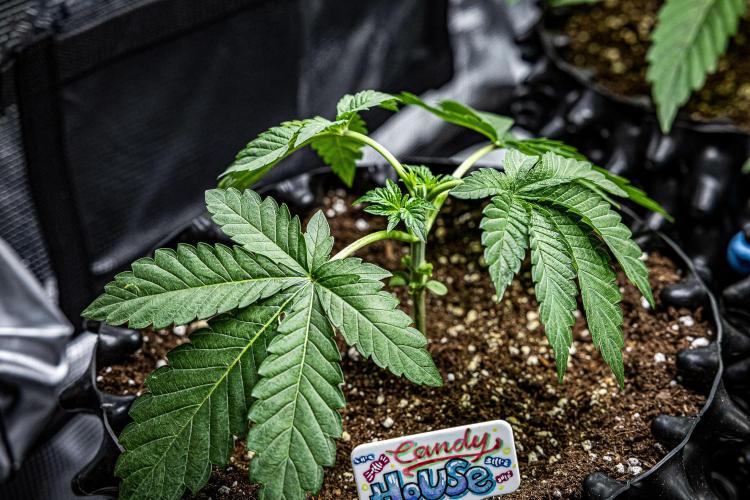 Candy House UKHTA Genetics. Week 4 - Day 24