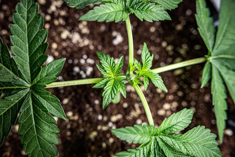 Candy House UKHTA Genetics. Week 4 - Day 24