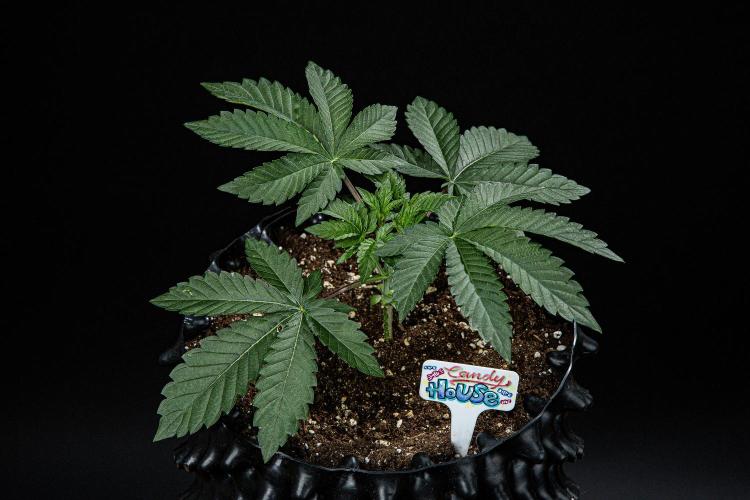 Candy House UKHTA Genetics. Week 4 - Day 28