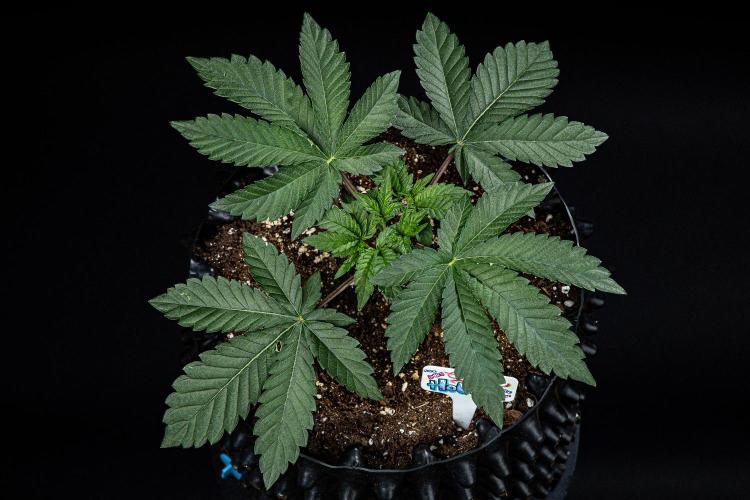 Candy House UKHTA Genetics. Week 4 - Day 28