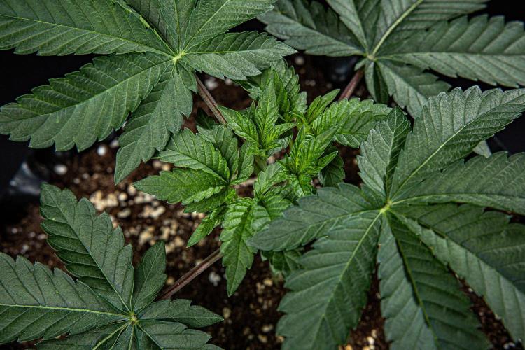 Candy House UKHTA Genetics. Week 4 - Day 28