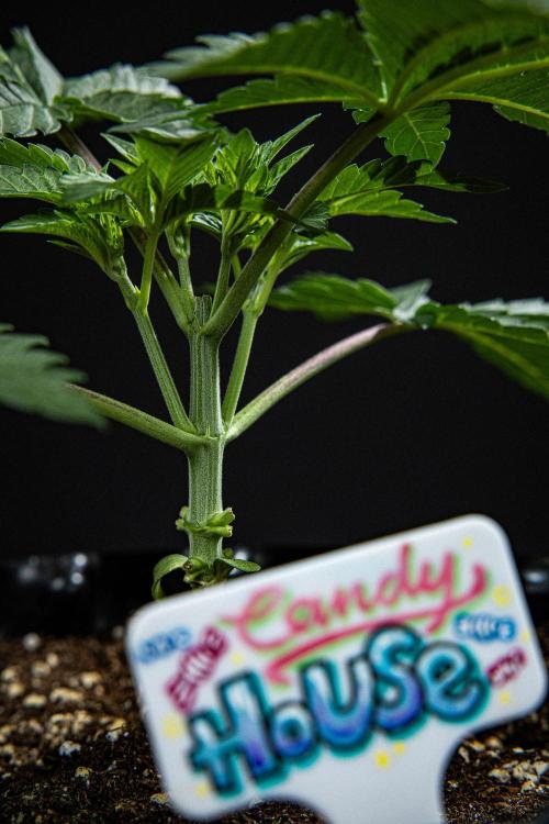 Candy House UKHTA Genetics. Week 4 - Day 28