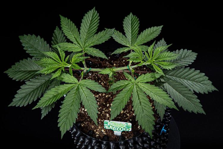 Sticky Broccoli Zamnesia EternityGrowCup. Week 4 - Day 28 #1