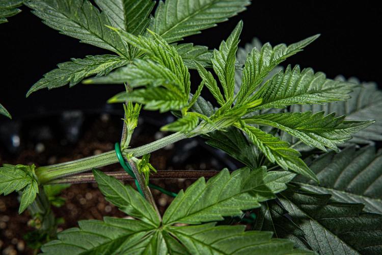 Sticky Broccoli Zamnesia EternityGrowCup. Week 4 - Day 28 #1