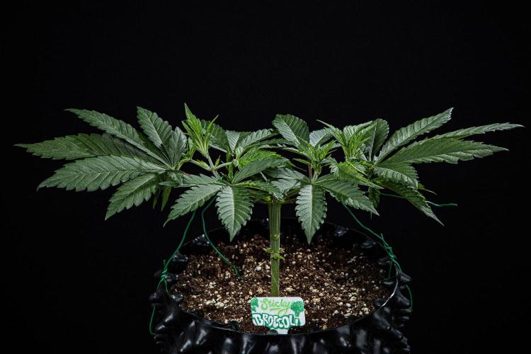 Sticky Broccoli Zamnesia EternityGrowCup. Week 4 - Day 28 #2