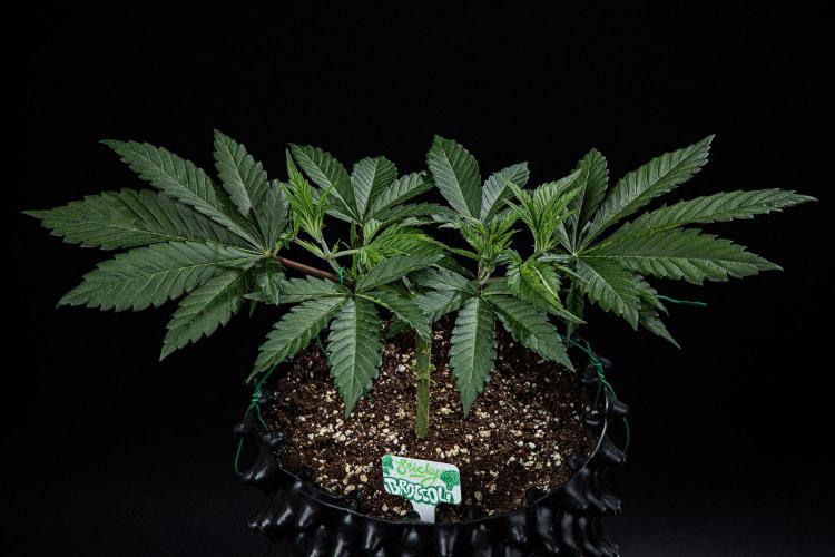 Sticky Broccoli Zamnesia EternityGrowCup. Week 4 - Day 28 #2