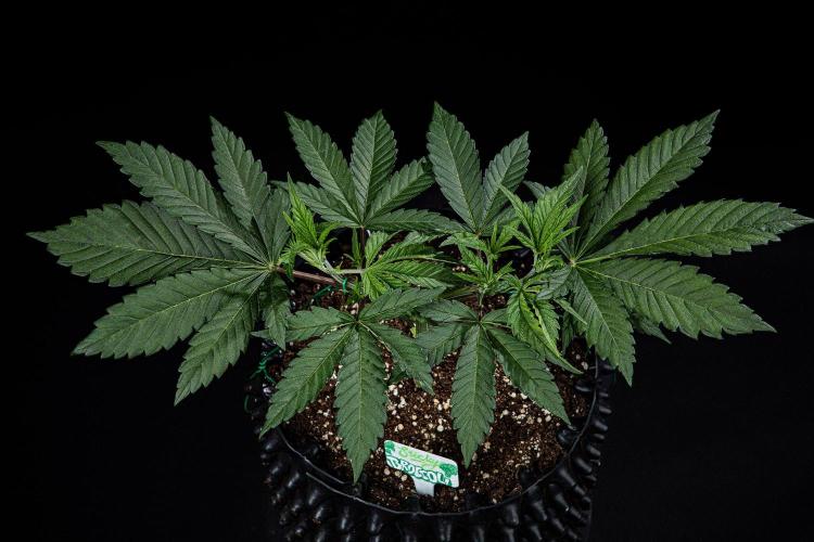 Sticky Broccoli Zamnesia EternityGrowCup. Week 4 - Day 28 #2