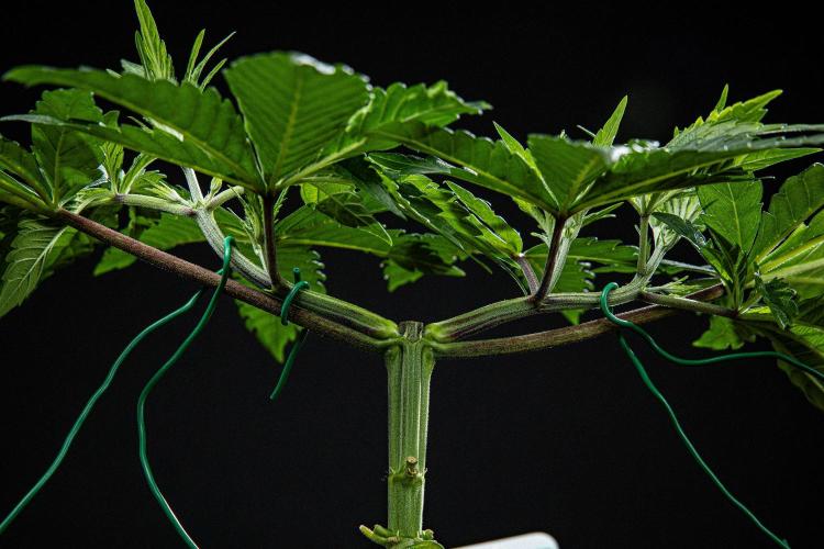 Sticky Broccoli Zamnesia EternityGrowCup. Week 4 - Day 28 #2