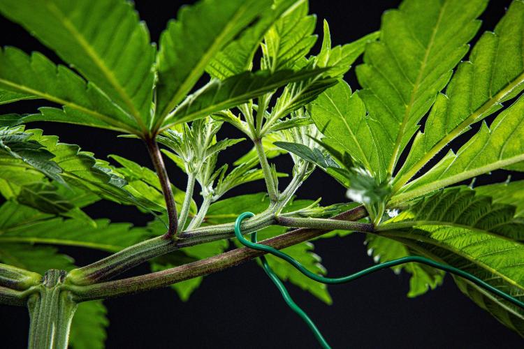 Sticky Broccoli Zamnesia EternityGrowCup. Week 4 - Day 28 #2