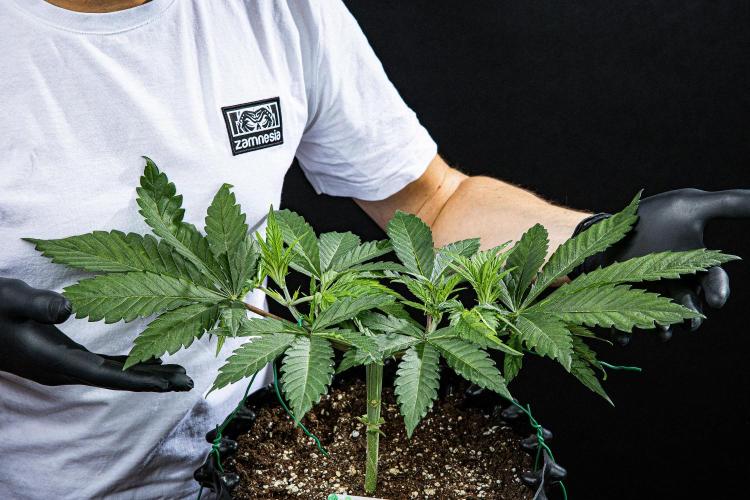 Sticky Broccoli Zamnesia EternityGrowCup. Week 4 - Day 28 #2