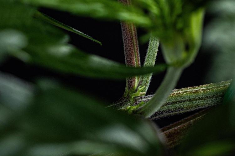 Sticky Broccoli Zamnesia EternityGrowCup. Week 4 - Day 28 #2