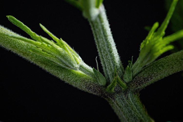 Sticky Broccoli Zamnesia EternityGrowCup. Week 4 - Day 28 #2